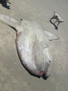 CRÉDITOS: Corpo de Bombeiros Militar de Itapoá.