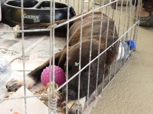 6ª Feira de Animais de Itapoá é realizada