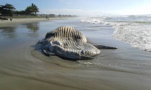 FOTO: perfil "Itapoá Itapoá" no Facebook.