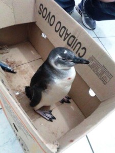 FOTO: Polícia Militar de Itapoá.