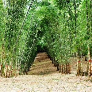 Imagem do Mundo Pigual.