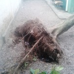 Estragos são causados por fortes ventos em Garuva, nessa quinta-feira, dia 17 de julho