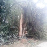 Estragos são causados por fortes ventos em Garuva, nessa quinta-feira, dia 17 de julho