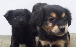 Vem aí a 4ª Feira de Animais de Itapoá