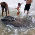 Peixe-lua aparece em Itapoá