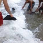 Peixe-lua aparece em Itapoá