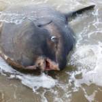 Peixe-lua aparece em Itapoá