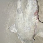 Peixe-lua reaparece morto em Itapoá