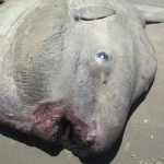 Peixe-lua reaparece morto em Itapoá