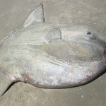 Peixe-lua reaparece morto em Itapoá