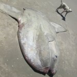 Peixe-lua reaparece morto em Itapoá