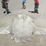 Peixe-lua reaparece morto em Itapoá