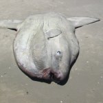 Peixe-lua reaparece morto em Itapoá