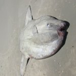 Peixe-lua reaparece morto em Itapoá