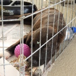 6ª Feira de Animais de Itapoá é realizada