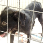 6ª Feira de Animais de Itapoá é realizada