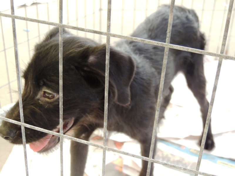 6ª Feira de Animais de Itapoá é realizada