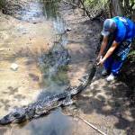Jacare nao resgatado preocupa moradores da Barra do Sai 1