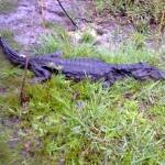 Jacaré não resgatado preocupa moradores da Barra do Saí em Itapoá