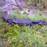 Jacaré não resgatado preocupa moradores da Barra do Saí em Itapoá