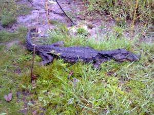 Jacaré não resgatado preocupa moradores da Barra do Saí em Itapoá