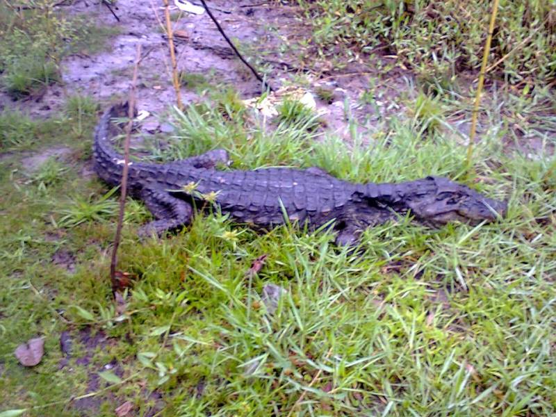 Jacaré não resgatado preocupa moradores da Barra do Saí em Itapoá