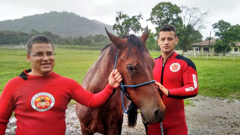 Bombeiros resgatam cavalo preso em margem de rio em Araquari