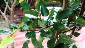 Print de vídeo do flagra de duas mulheres jogando lixo em terreno baldio na Barra do Saí em Itapoá