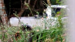 Print de vídeo do flagra de duas mulheres jogando lixo em terreno baldio na Barra do Saí em Itapoá