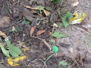 Descarte em terreno baldio da Barra do Saí em Itapoá