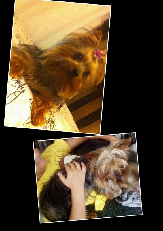 Casal de cães da raça Yorkshire é furtado de residência.