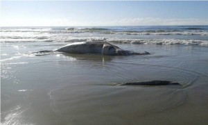 Baleia encontrada morta no balneário Brasília, em Itapoá