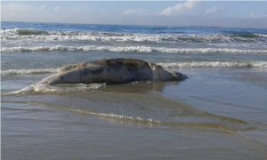 Baleia encontrada morta no balneário Brasília, em Itapoá
