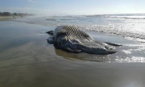 Baleia encontrada morta no balneário Brasília, em Itapoá