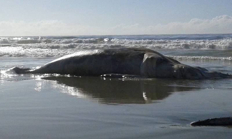 Baleia encontrada morta no balneário Brasília, em Itapoá