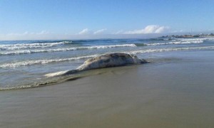 Baleia encontrada morta no balneário Brasília, em Itapoá