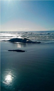 Baleia encontrada morta no balneário Brasília, em Itapoá