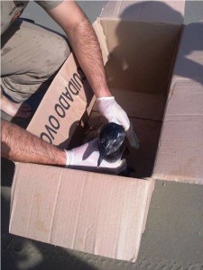 PM de Itapoá resgata pinguim ferido, na manhã dessa segunda-feira, dia 22 de junho