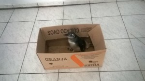 PM de Itapoá resgata pinguim ferido, na manhã dessa segunda-feira, dia 22 de junho