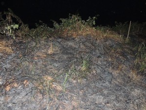 Queimada destrói parte da vegetação beira-mar no balneário Paese