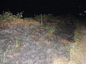 Queimada destrói parte da vegetação beira-mar no balneário Paese