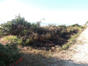 Queimada destrói parte da vegetação beira-mar no balnáario Paese