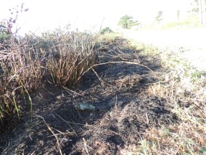 Queimada destrói parte da vegetação beira-mar no balnário Paese