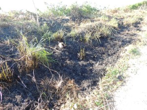 Queimada destroi parte da vegetacao beira-mar no balneario Paese 09