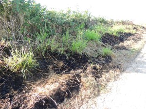 Queimada destrói parte da vegetação beira-mar no balneário Paese
