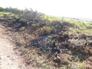 Queimada destrói parte da vegetação beira-mar no balneário Paese