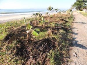 Queimada destrói parte da vegetação beira-mar no balneário Paese