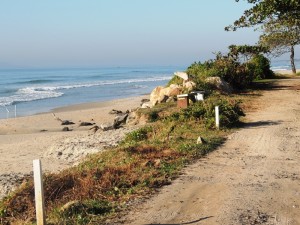 Queimada destrói parte da vegetação beira-mar no balneário Paese