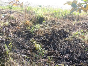 Queimada destrói parte da vegetação beira-mar no balneário Paese