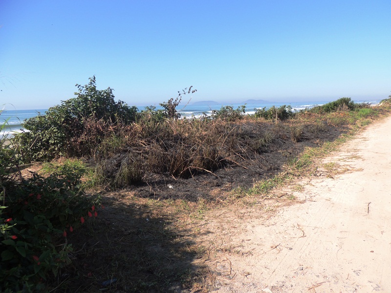 Queimada destrói parte da vegetação beira-mar no balneário Paese